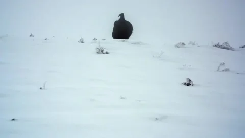 Eagle imitator Stock Footage 235107180