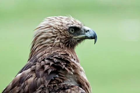 Eagle imperial Stock Photos