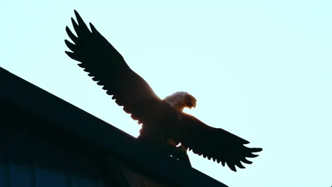 Eagle inciting wings flying gliding. american freedom symbol.wooden eagle Video stock 139635102