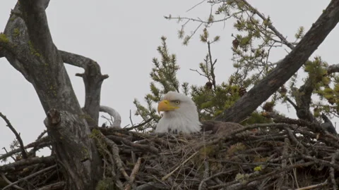 Eagle incubating eggs in nest, in large tree, closeup, 4k Stock Footage 270428925