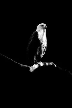 Eagle isolated on black background Stock Photos