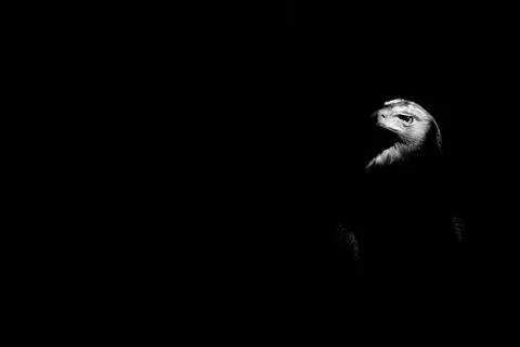 Eagle isolated on black background Stock Photos