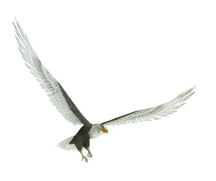 Eagle isolated Stock Photos