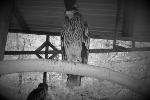 Eagle isolated Stock Photos