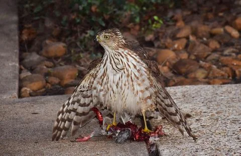 Eagle with its prey Stock Photos