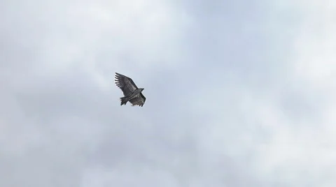 Eagle kite against the sky Stock Footage 42710463