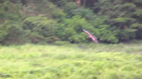 Eagle landing,  Bald Eagle Stock Footage 56109667