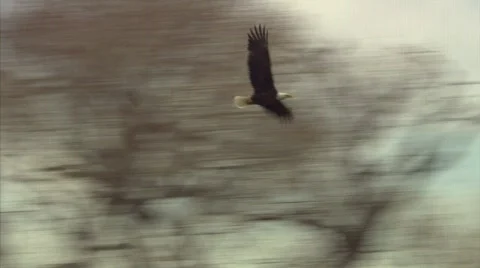 Eagle Landing Stock Footage 571952