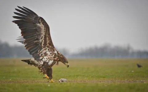 Eagle is landing Stockfoto's