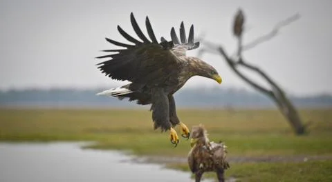 Eagle is landing Stock Photos