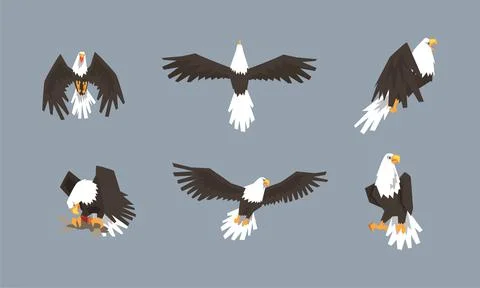 Eagle as Large Bird of Prey with Beak and Broad Black Wings in Different Pose Illustrazione stock