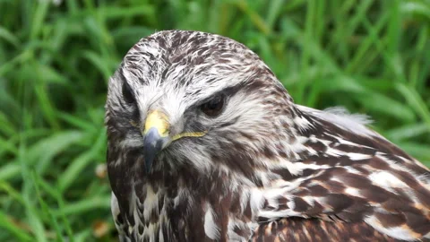 The eagle is a large, innate predator bird. Video stock 107679760