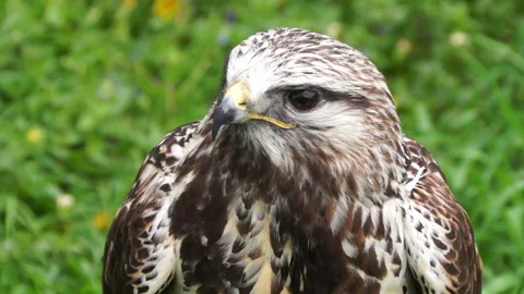 The eagle is a large, innate predator bird. 動画素材 107680084