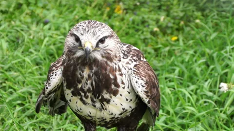 The eagle is a large, innate predator bird. 動画素材 107680112