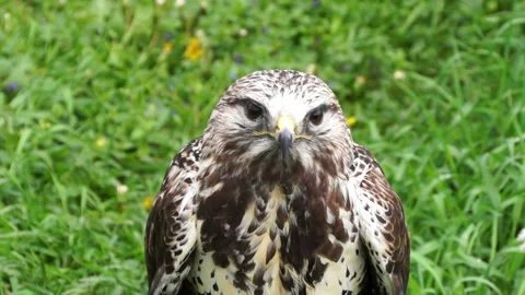 The eagle is a large, innate predator bird. Stock Footage 107680182