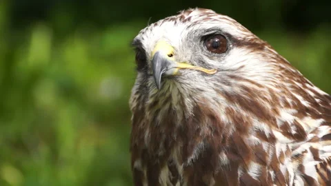 The eagle is a large, innate predator bird. 動画素材 107681622