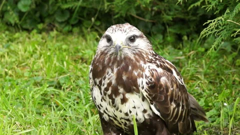 The eagle is a large, innate predator bird. Stock-Footage 107682735