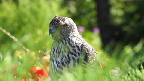 The eagle is a large, innate predator bird. Video stock 107683149