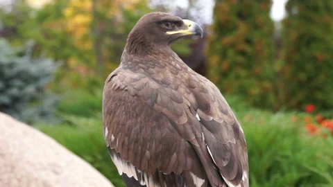 The eagle is a large, innate predator bird. Video stock 107852103