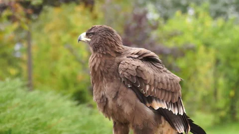 The eagle is a large, innate predator bird 스톡 동영상 107852268