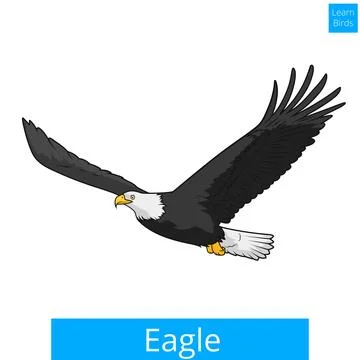 Eagle learn birds educational game vector Stock Illustration