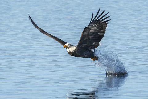 Eagle leaves splash after fish grab. Stock Photos