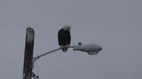 Eagle on light post. Vídeos de archivo 168323749