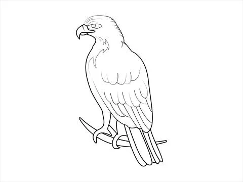 Eagle Line art vector Illustration coloring page Stock Illustration