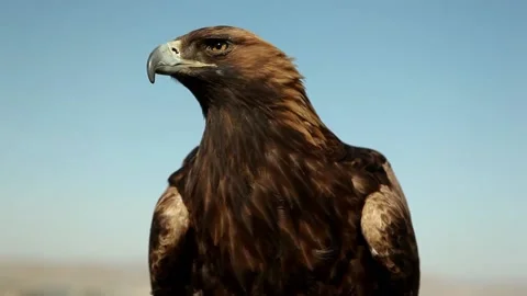 Eagle looked around before the hunt Stock Footage 132886136