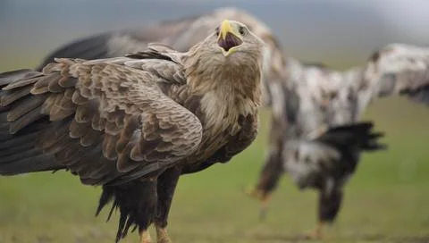 Eagle looking around Stock Photos