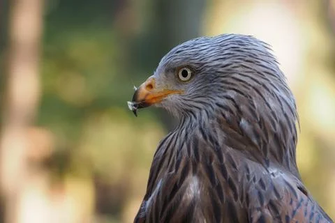 Eagle looking away Stock Photos