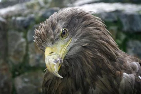 Eagle looking at the camera Stock-Fotos