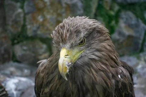 Eagle looking at the camera Stock Photos