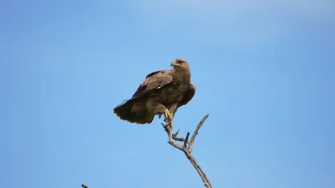 Eagle Looking Into the Distance While Perched on a Tree Branch Stock Footage 345836578