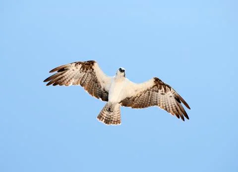 Eagle looking down Stock Photos