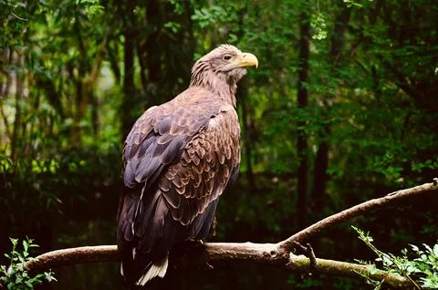Eagle Looking Up in a Green Forest Stock Photos