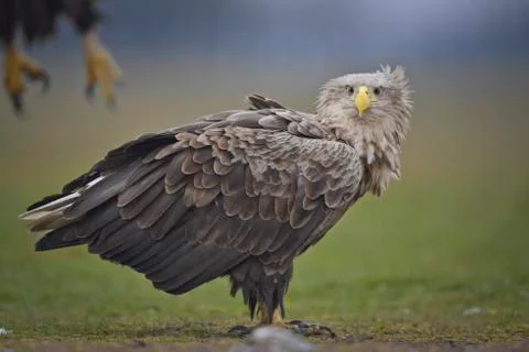Eagle looking to you Stockfoto's