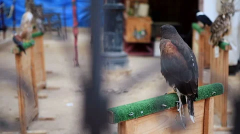 Eagle looks around and defecating in  a medieval market Vidéo 61296540