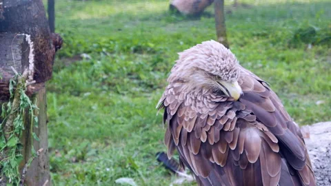 Eagle looks out for prey in the pine forest. White-winged eagle head close-up Stock Footage 137916231