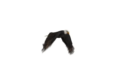 Eagle Looped Alpha Channel Included Stock Footage 123701400