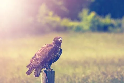 Eagle on a meadow Stock Photos