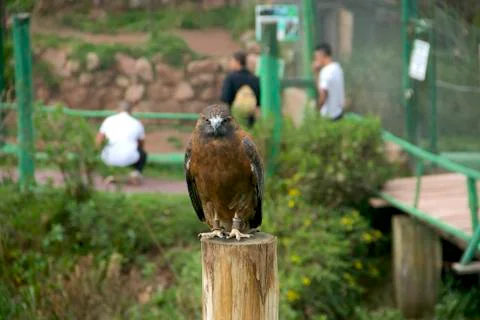 Eagle Mid shot Stock Photos