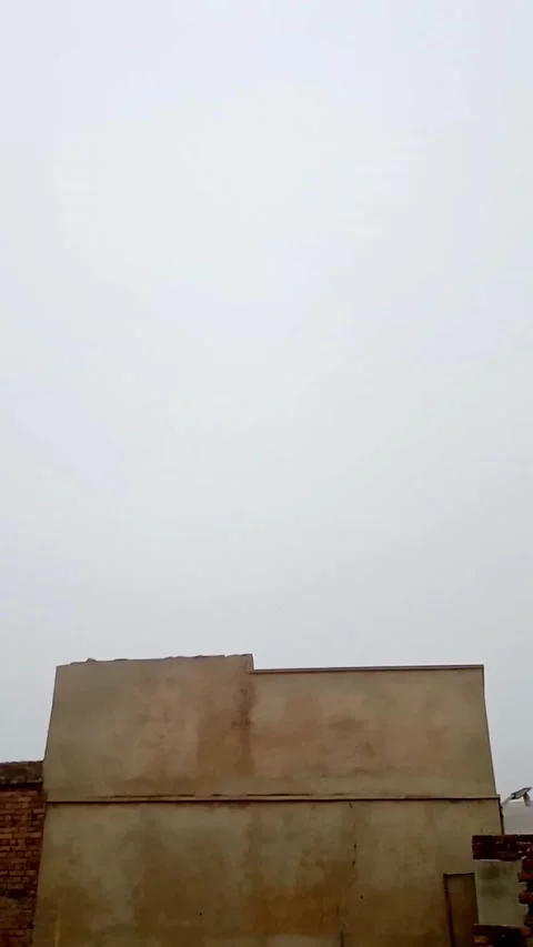 Eagle in the mist Stock Footage 323578703