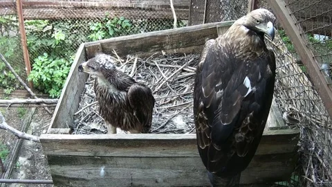 Eagle mom and chick are waiting for eagle dad with prey Stock Footage 156892995