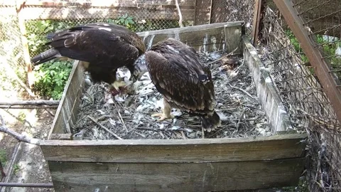 Eagle mom cleans prey for her baby Stock Footage 156892959