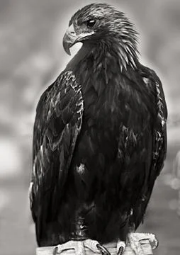 Eagle of Mongolia Foto stock