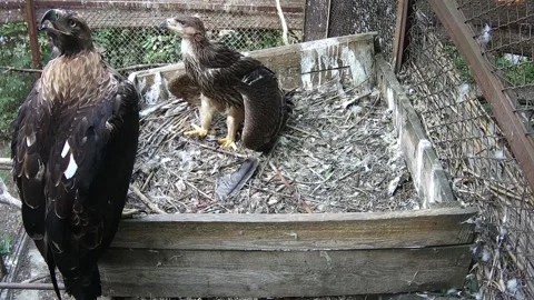 Eagle mother cleans feathers while her child watches her Stock Footage 157587575