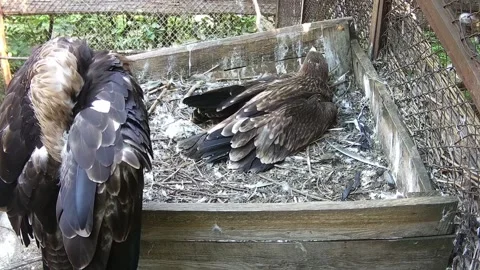 Eagle mother cleans feathers while her baby sits in the nest Stock Footage 157860622