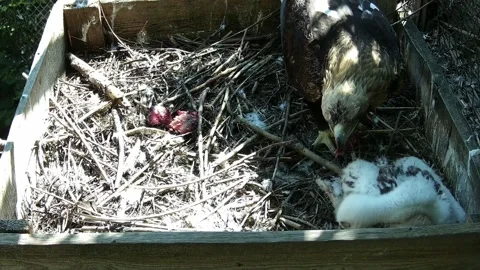 Eagle mother eats the prey she brought to the nest Stock Footage 155443684