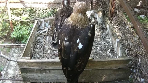 Eagle mother guards the eaglet in to the nest Stock Footage 157587574